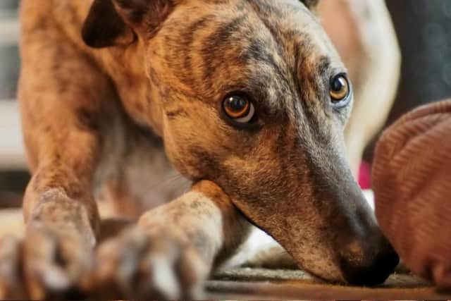 Fen Bank Greyhound Sanctuary at Friskney, near Skegness, has about 20 retired racing greyhounds that are in need of new homes. (PHOTO BY: Getty Images)