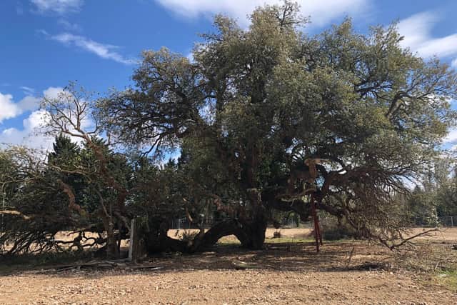 An old cork tree at the Norton Lea site, which LPFT says will be protected.