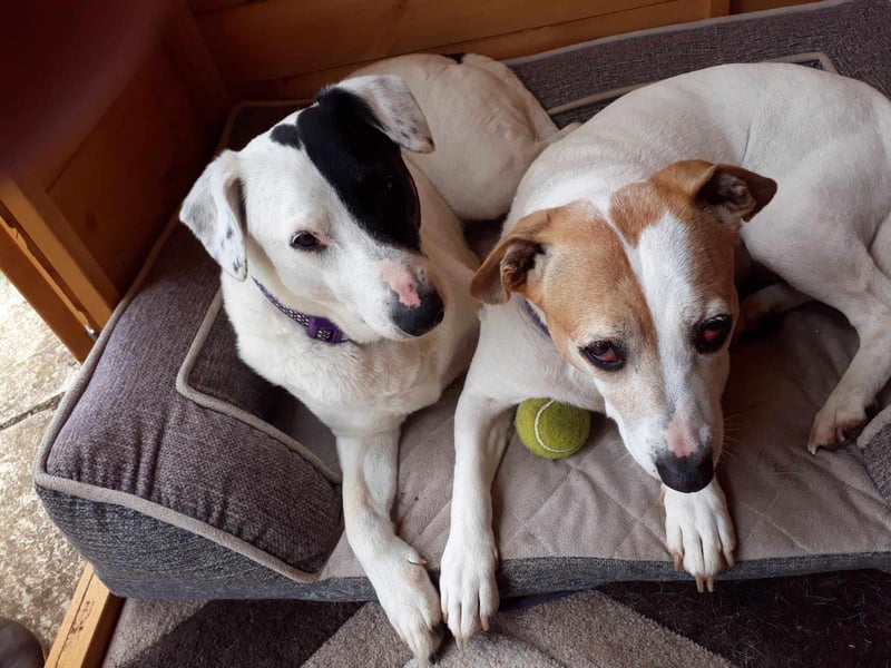 Molly and Missy came in after owner sadly passed away. They are a very bonded pair would suit someone semi retired.