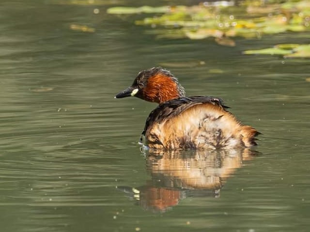 Andy Gregory was in the right place at the right time to take this lovely shot of a little grebe enjoying a trip along the canal.