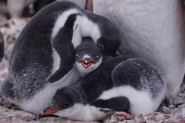 Penguin chicks hatched on Goudier Island. Photo: UKAHT