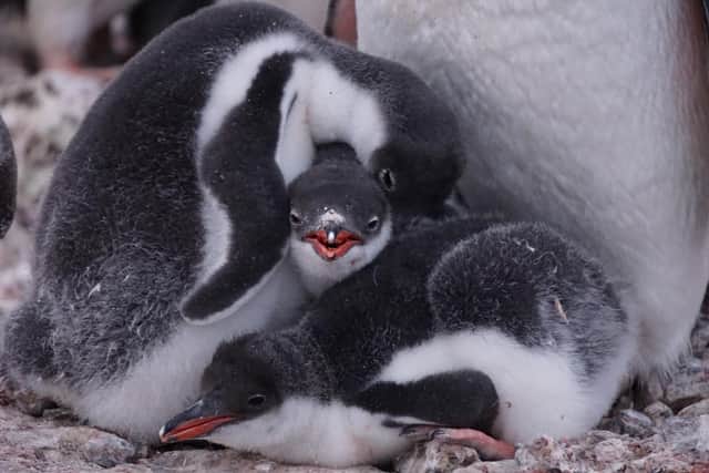 Penguin chicks hatched on Goudier Island. Photo: UKAHT