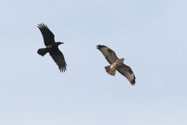 This impressive action shot from Andy Gregory shows a raven chasing a common buzzard above the area.