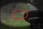 A video clip showing the fox run across the road. Photo: Lincs Police