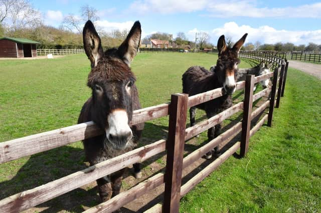 There are more than 40 donkeys, five horses, two zeedonks, a few mules and some chickens and ducks at the sanctuary.