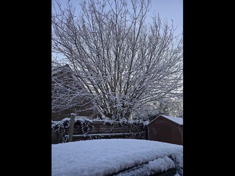 A wintry scene in New York, as shared with the Standard by Sophie Fountain.