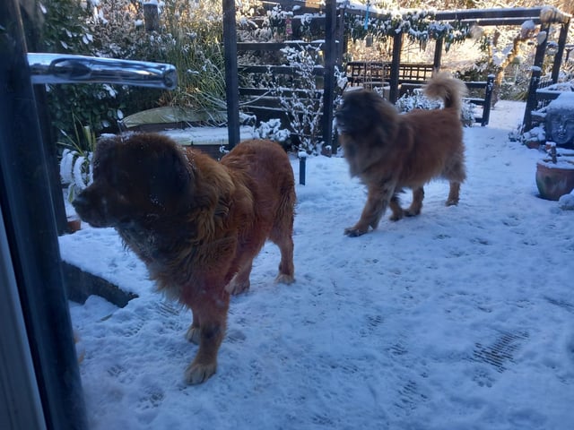 Snowy pooches sent in by Rob Bertie White.