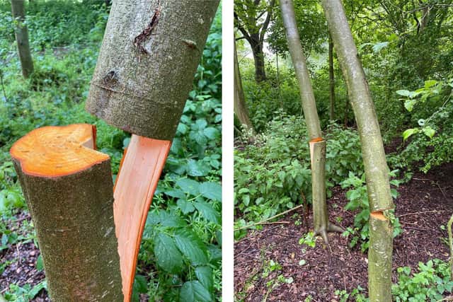 Trees left in a dangerous state following vandal attacks.
