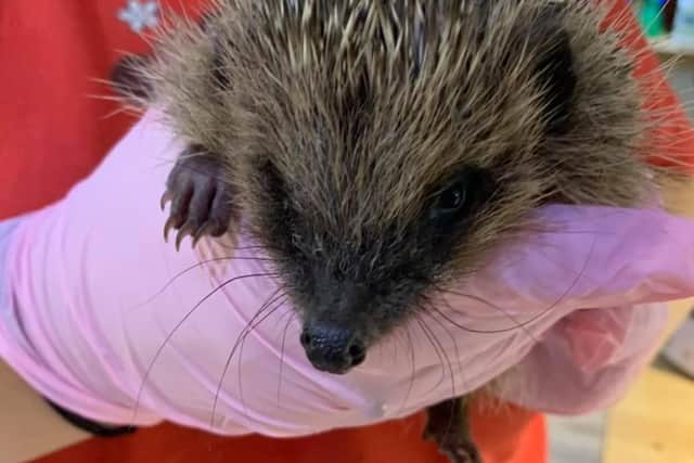 Horncastle Hedgehog Care has released advice on caring for hedgehogs this autumn.