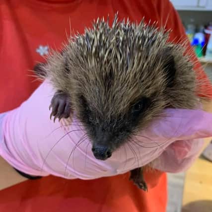 Horncastle Hedgehog Care has released advice on caring for hedgehogs this autumn.