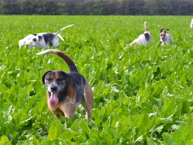 Blankney hounds persue the scent.