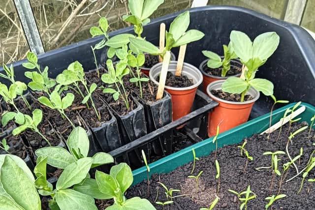 Sweetpea, broad beans and cosmos seedlings.