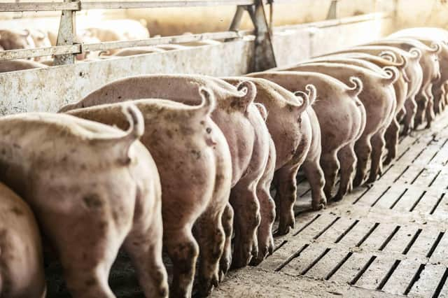 These pigs like to dance to music! (photo: iStock)