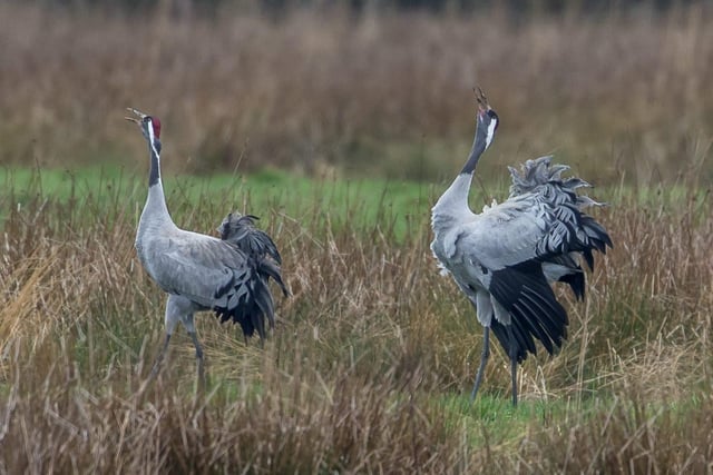 Cranes displaying at Willow Tree Fen. Credit: David Roberts, Lincolnshire Wildlife Trust