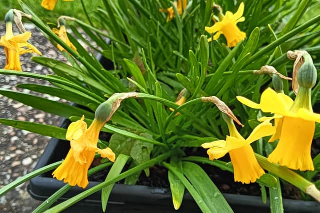 Daffodils going over.
