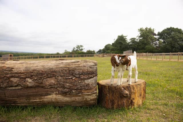 Belvoir Castle's Animal Park