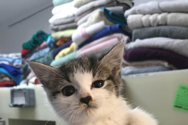 RSPCA reveals 431 reports of cat cruelty in Lincolnshire in 2021.