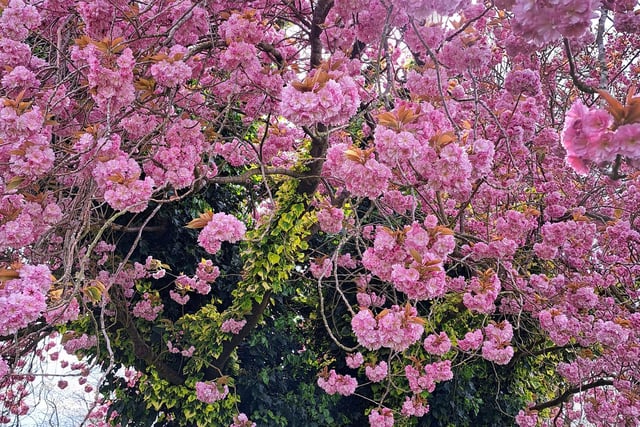 A super photo by Debby Rutherford which shows the pink blossom in the area looking particularly colourful.