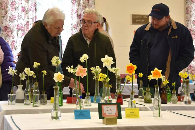Members viewing the daffodil classes after judging.
