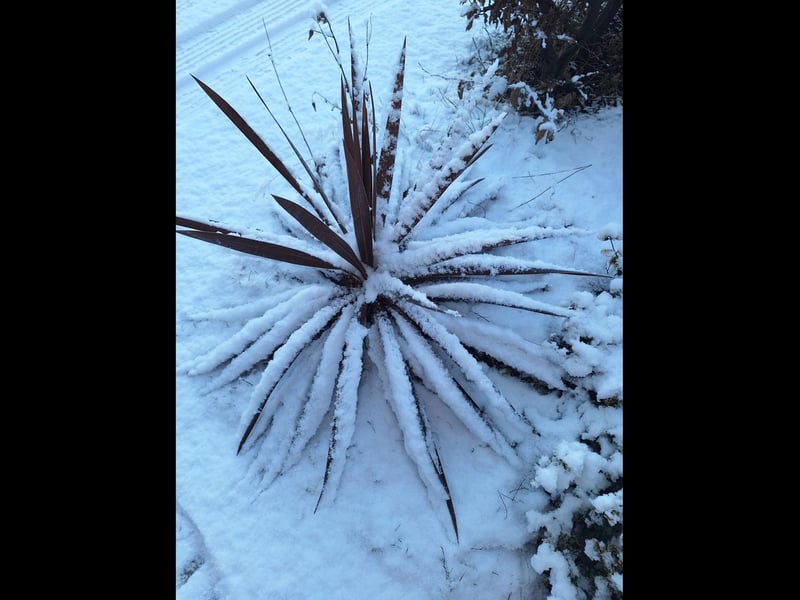 A plant largely covered in snow, courtesy of Jackie Hubbert, of Wyberton.