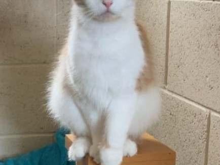 Toby is a handsome chap who came in a little worse for wear with his sweet sister Sapphire. They both needed lots of TLC and feeding up to get them back on track. They are doing well now and ready to find a very special home.