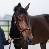 Ros Canter was in terrific form once again aboard Lordships Gruffalo. (Stock photo)