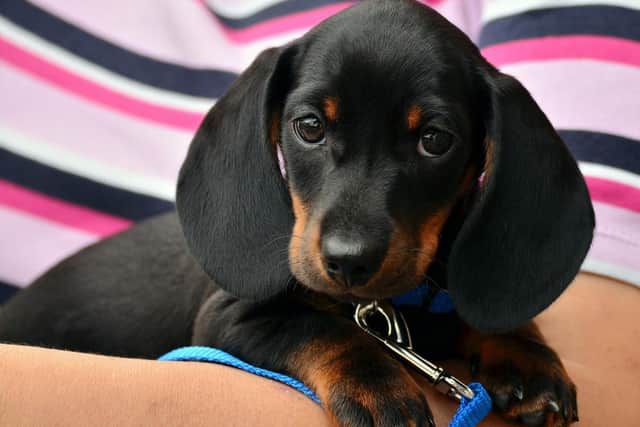 Dog theft incidents in Lincolnshire have reduced