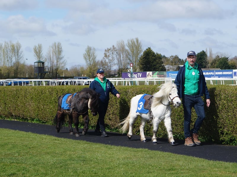 Shetland ponies paraded before they opened the racing