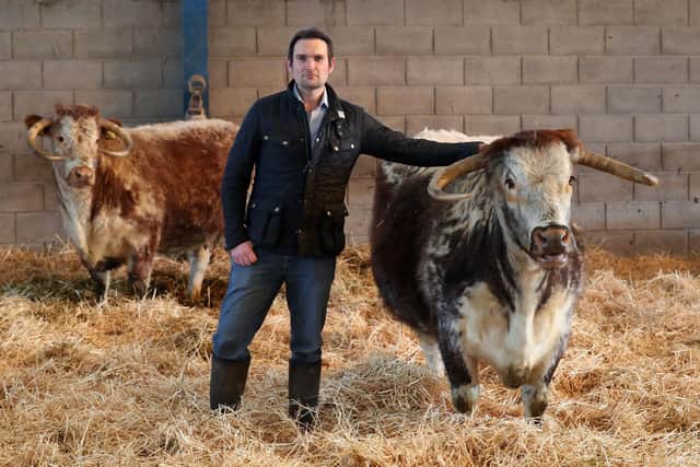 Joe Stanley on farm with longhorn cattle