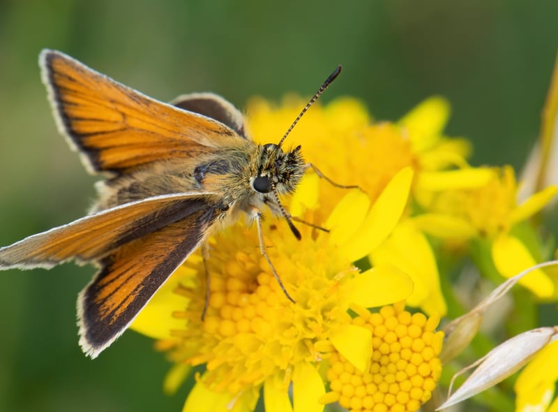 Regular snapper Catherine Baldwin captured this stunning close-up of a butterfly collecting pollen.