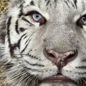 Lincolnshire Wildlife Park is appealing to save Aleks the white tiger after his rescue from war-torn Ukraine.
