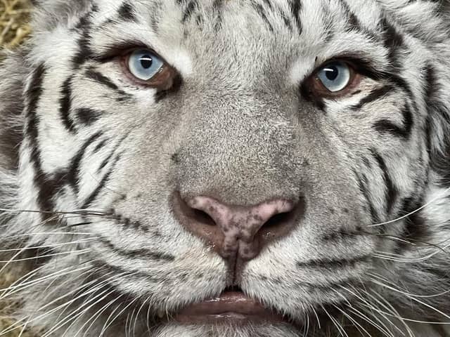 Lincolnshire Wildlife Park is appealing to save Aleks the white tiger after his rescue from war-torn Ukraine.