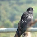 A delightful photo from Worksop's Lynda Blackshaw showing a rook perched on a fence.