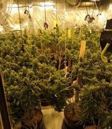 A man was arrested after 187 cannabis plants were found growing at property in Skegness.