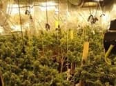 A man was arrested after 187 cannabis plants were found growing at property in Skegness.