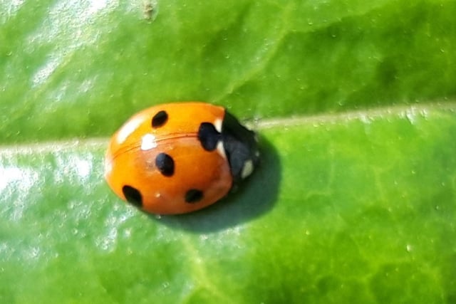 ​Eagle-eyed Diana Wood was able to spot the first ladybird she has seen in her garden this year.