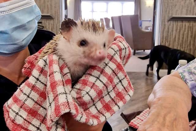 A prickly customer ...