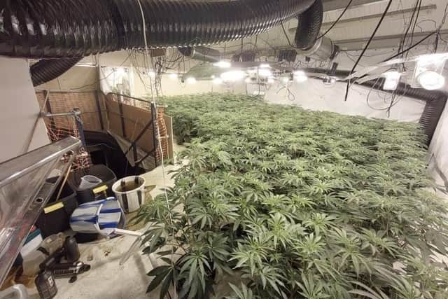 The cannabis plants found in the disused building in Spratt Close, Boston Road, Horncastle. Photos: Lincolnshire Police