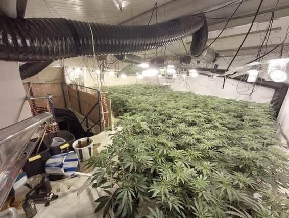 The cannabis plants found in the disused building in Spratt Close, Boston Road, Horncastle. Photos: Lincolnshire Police