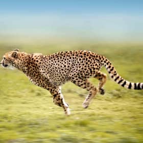 India will have some new guests next month, with cheetahs set to return to the plains