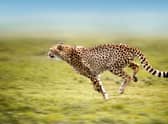 India will have some new guests next month, with cheetahs set to return to the plains