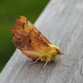 Canary-shouldered Thorn