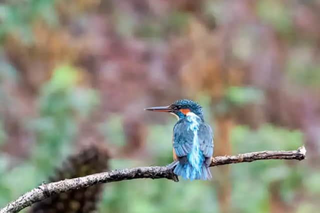 The beautiful kingfisher spotted by guests at Bainland Lodge Retreats in Woodhall Spa. (PHOTO BY: Anthony Cullen).
