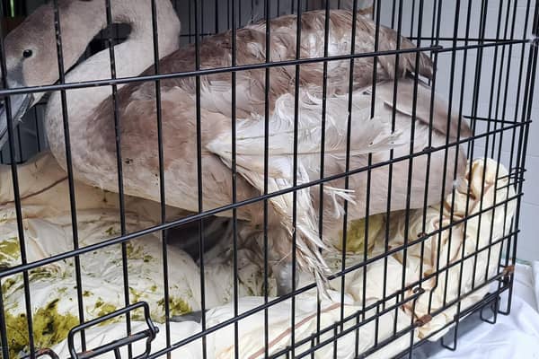 The rescued cygnet with an 'angel wing' deformity. Photo: Lincs Police
