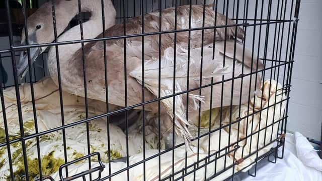 The rescued cygnet with an 'angel wing' deformity. Photo: Lincs Police