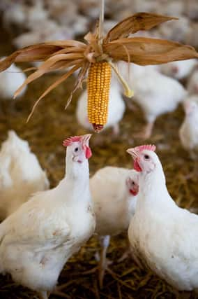 The RSPCA is calling on Lincolnshire residents to lobby their supermarket to encourage them to sign-up to the Better Chicken Commitment.