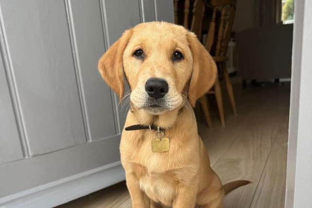 Guide dog puppy Mason