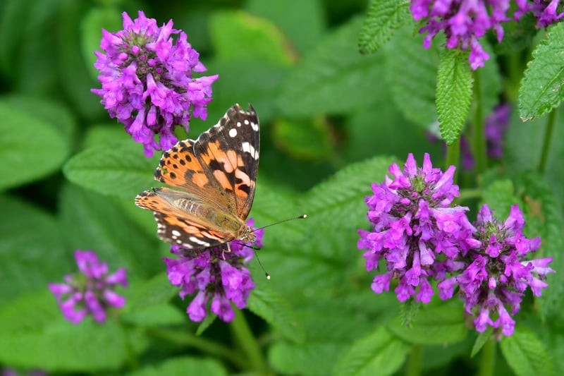 One of the painted lady butterflies released on the day.