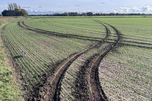 Damage caused by hare coursing vehicles in a farmer’s field in Lincolnshire