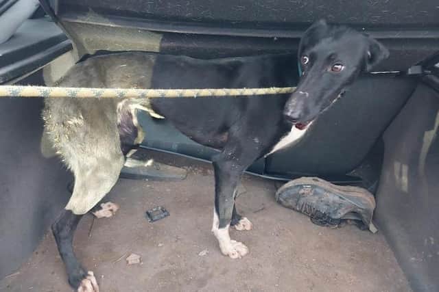 The black dog which had such distressing injuries it had to be put down. Photo: Lincs Police